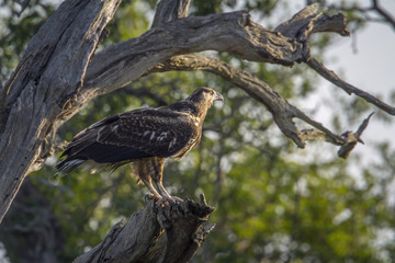 Martial Eagle in Kruger National park, South Africa
