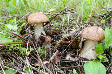 Boletus mushrooms