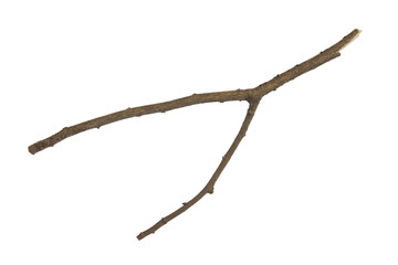 branch