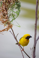Beautiful bird on tree branch