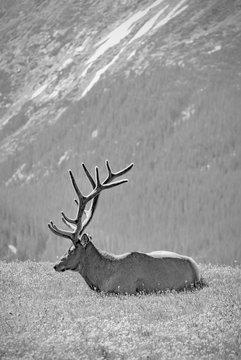 Elk at rest in Rocky Mountain National Park. Black and white photograph.  Colorado, USA.