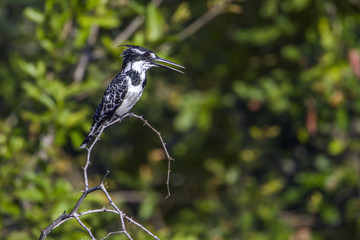 Pied kingfisher in Kruger National park, South Africa