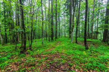 Inside of the green wild forest