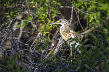 Squacco Heron in Kruger National park, South Africa
