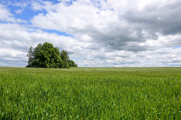 Fototapeta premium Field of green wheat