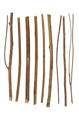 branch