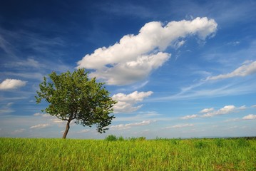 Single tree with clouds, lonely tree with clouds in summer in Hungary