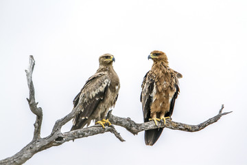 Tawny Eagle isolated in white background