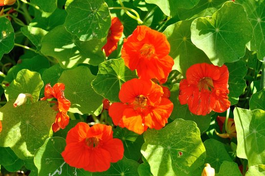 Nasturtiums Images – Browse 11,777 Stock Photos, Vectors, and Video ...