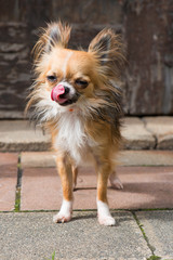 Chihuahua schleckt sich das Maul