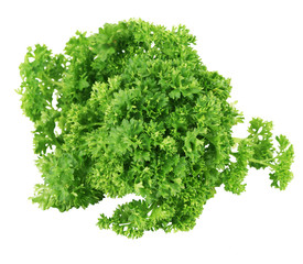 Bunch of green coriander on a white background