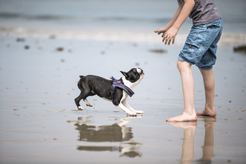 Boy playing with Boston Terrier at the beach