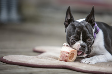 Boston Terrier chewing her marrowbone on her blanket on the terr