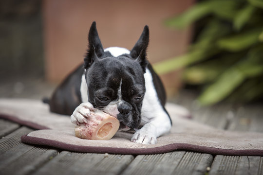Boston Terrier chewing her marrowbone on her blanket on the terr