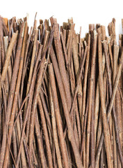 branch