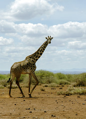 Obraz na płótnie Canvas African giraffe in the bush of the savannah in Tarangire National Park, Tanzania.