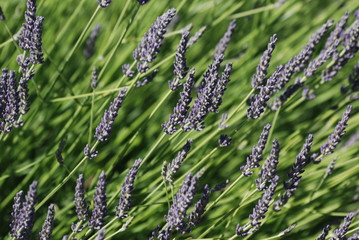 lavande