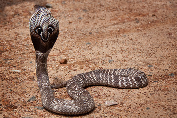 Obraz premium Kobra in Sri Lanka