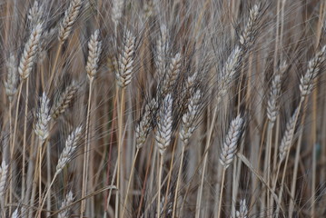 Fototapeta premium ble