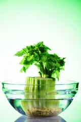 Growing celery leaves in glass bowl with water on green gradient
