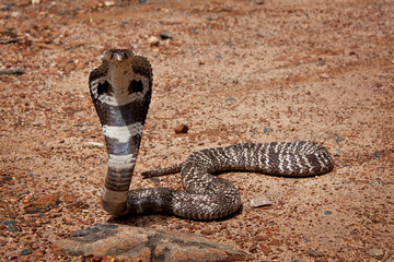 Fototapeta premium Kobra in Sri Lanka