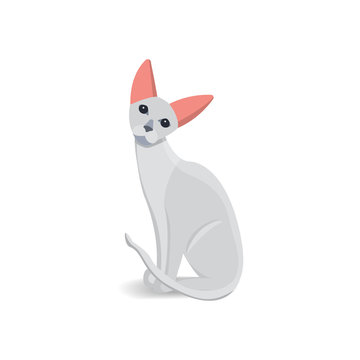 White cat vector illustration
