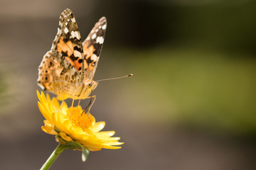 Disterfalter auf einer Strohblume