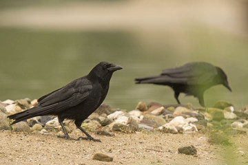 Rabenkrähen (Corvus corone)