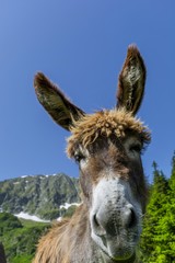 Funny donkey close up portrait with mountain landscape in background
