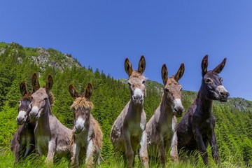 Six ânes drôles curieux dans les montagnes des Carpates