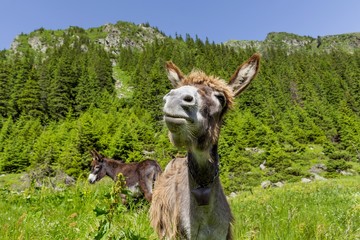 Funny donkey portrait with mountain landscape in background
