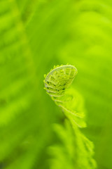 Fern uncurling against soft green background