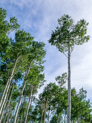 Fototapeta premium Blue Sky, Aspen Trunks & Canopy
