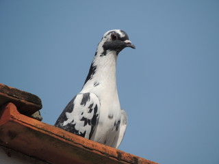 Pássaro no telhado