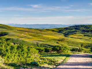 Naklejka premium Country road winding through fields of blooming balsamroot