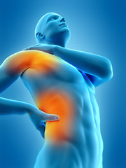 Obraz premium medically accurate 3d illustration of highlighted parts of the human body