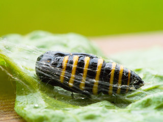 cocoon of insects with yellow stripes.