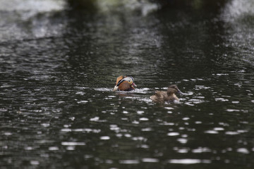 Mandarin Duck (Aix galericulata)