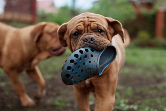 dogue de bordeaux close up details of face