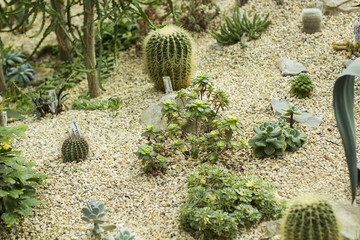 Variety of small beautiful cactus. Desert in miniature