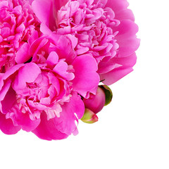Bouquet of pink peony flowers in a corner
