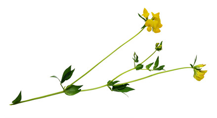 Lotus corniculatus flowers and buds