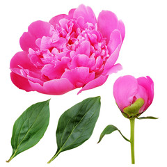 Closeup of pink peony flower, bud and leaves © Ortis