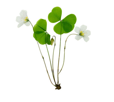 Pressed and dried delicate flower oxalis.