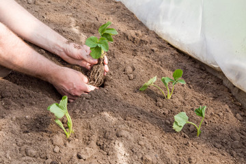 Hands holding beautiful strawberry plant with ground and long roots. It is ready for planting.