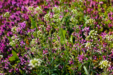 Obraz premium flowers in the meadow