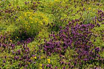 flowers in the meadow