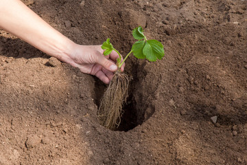 Hands holding beautiful strawberry plant with ground and roots. It is ready for planting.
