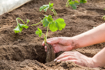 Hands holding beautiful strawberry plant with ground and roots. It is ready for planting.