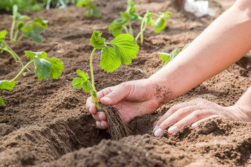 Hands holding beautiful strawberry plant with ground and roots. It is ready for planting.
